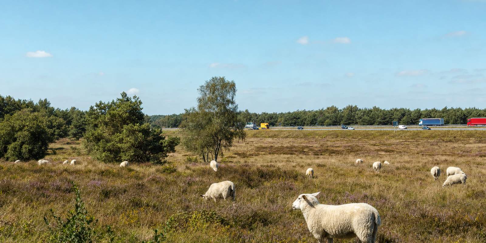 Nederlands natuurgebied met heide en grazende schapen
